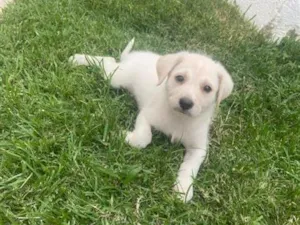 Cachorro raça SRD-ViraLata idade 2 a 6 meses nome Ragnar