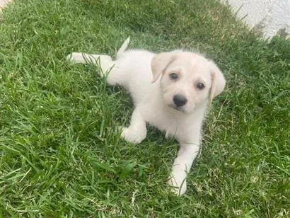 Cachorro raça SRD-ViraLata idade 2 a 6 meses nome Ragnar