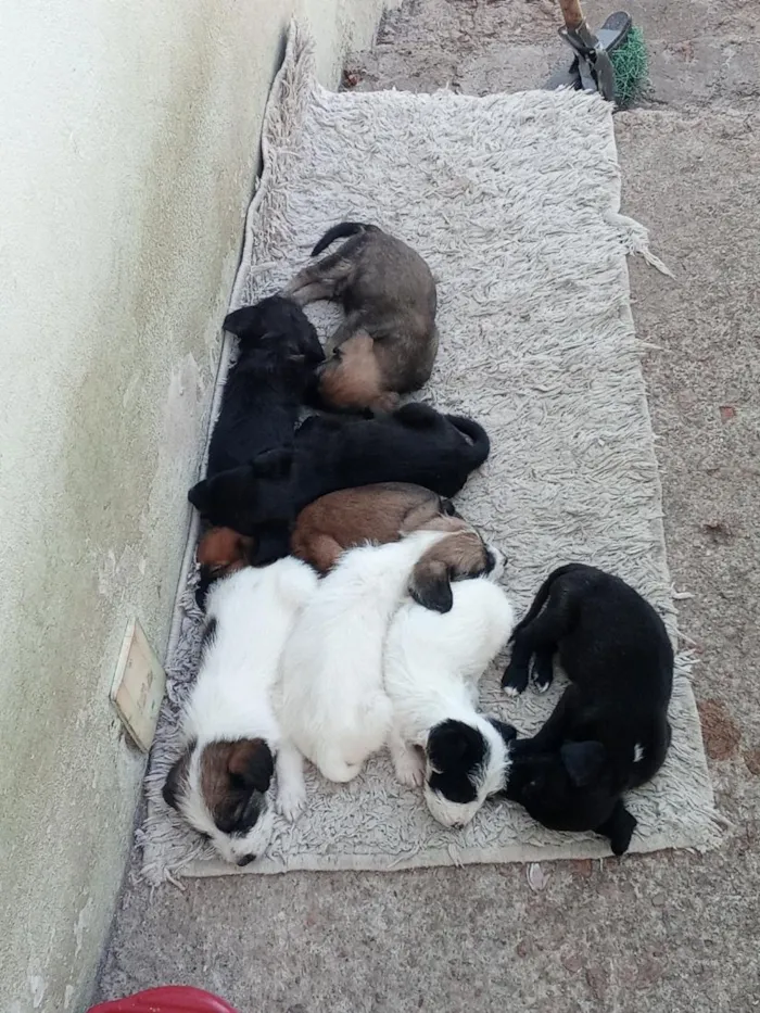 Cachorro raça SRD-ViraLata idade Abaixo de 2 meses nome sem nome