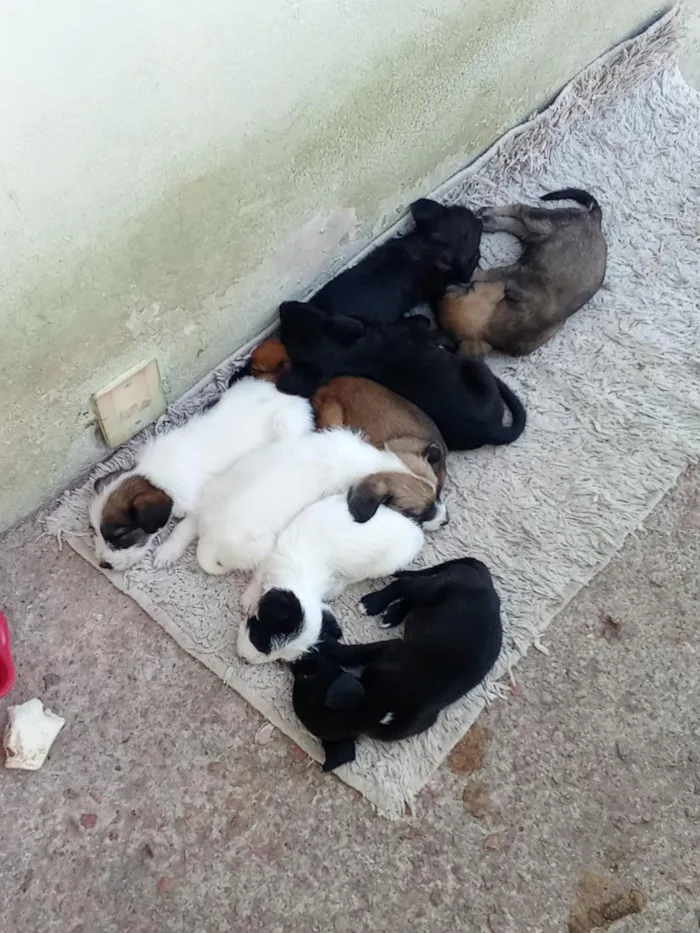 Cachorro raça SRD-ViraLata idade Abaixo de 2 meses nome sem nome