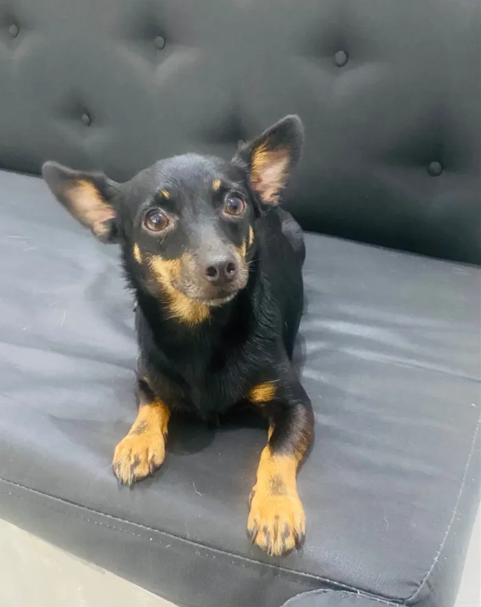 Cachorro raça Pinscher idade 4 anos nome Meg