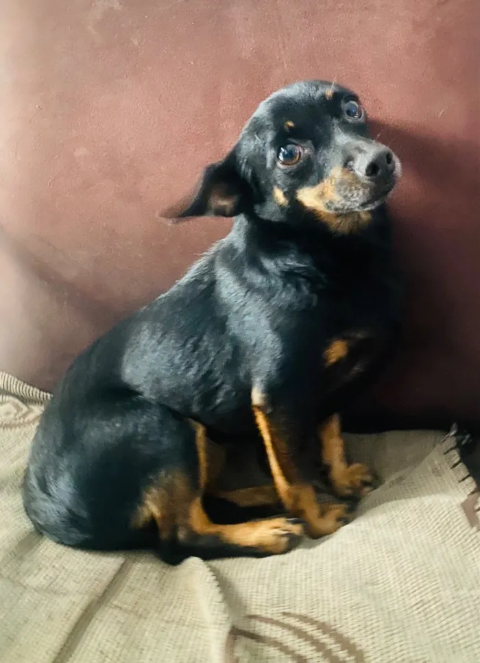 Cachorro raça Pinscher idade 4 anos nome Meg