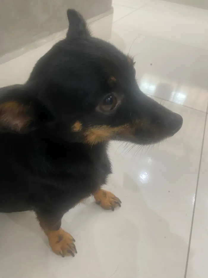 Cachorro raça Pinscher idade 4 anos nome Meg