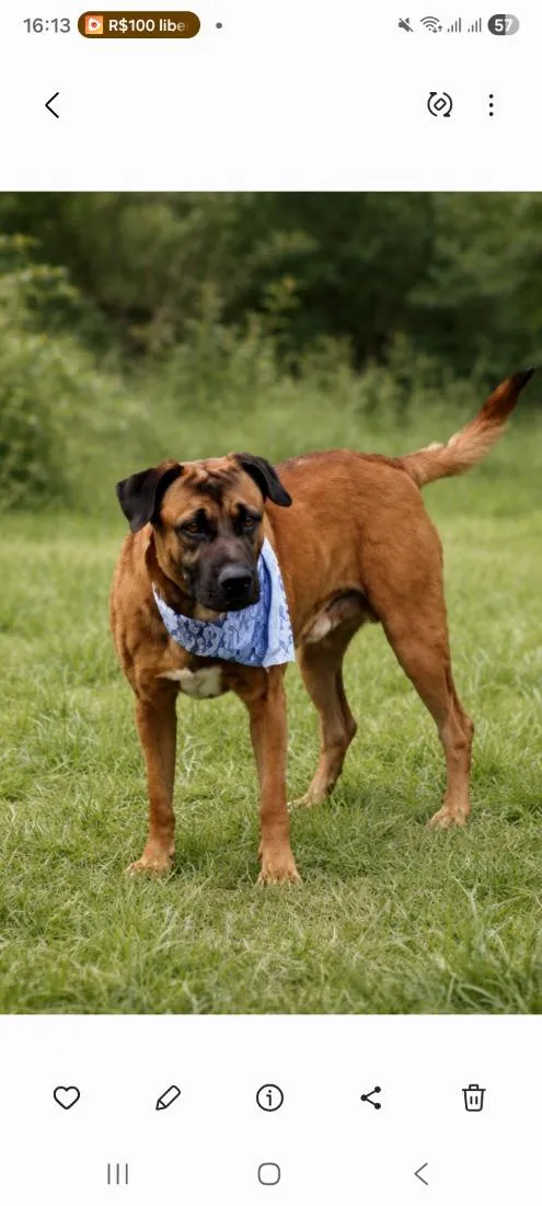 Cachorro raça SRD-ViraLata idade 4 anos nome Caramelo