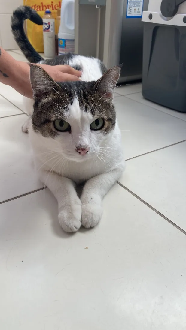 Gato raça SRD-ViraLata idade 6 ou mais anos nome Jerry