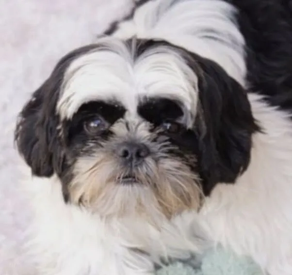 Cachorro raça Shitzu idade 3 anos nome Luke 