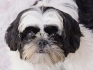 Cachorro raça Shitzu idade 3 anos nome Luke 