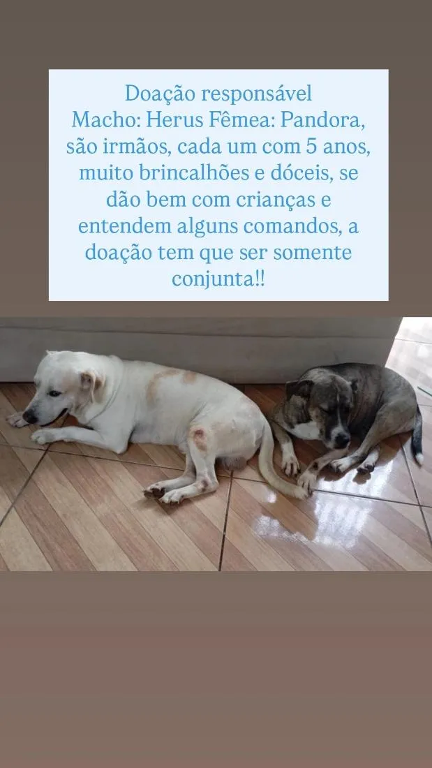 Cachorro raça SRD-ViraLata idade 5 anos nome Heus