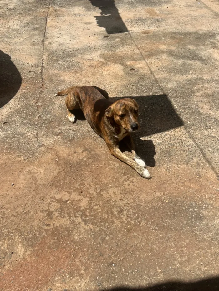 Cachorro raça SRD-ViraLata idade 3 anos nome Maranhão