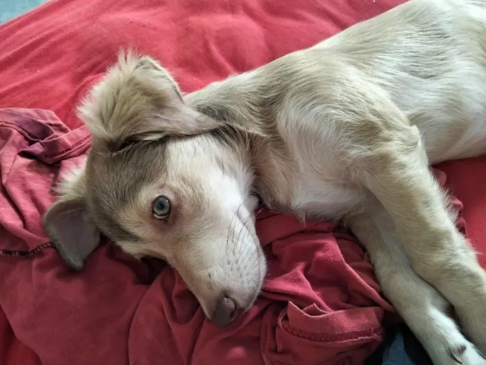 Cachorro raça SRD-ViraLata idade 2 a 6 meses nome rubi