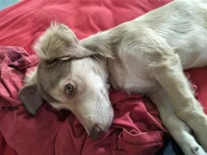 Cachorro raça SRD-ViraLata idade 2 a 6 meses nome rubi