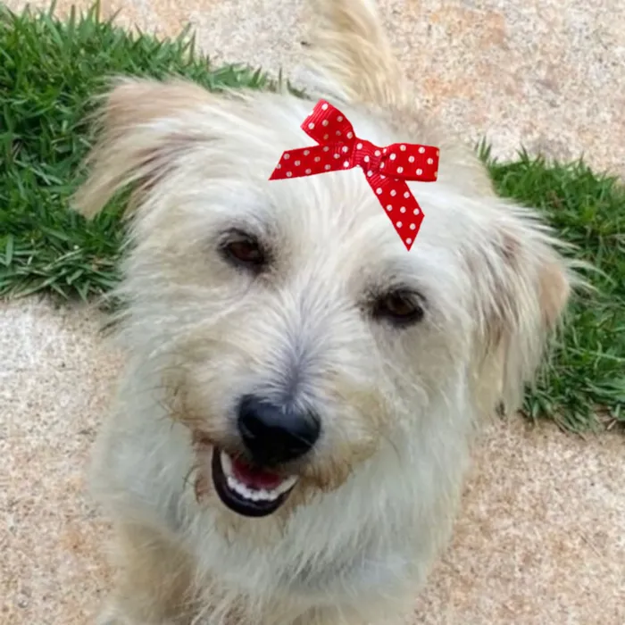 Cachorro raça Shitzu idade 7 a 11 meses nome Jolie 