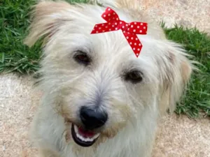 Cachorro raça Shitzu idade 7 a 11 meses nome Jolie 