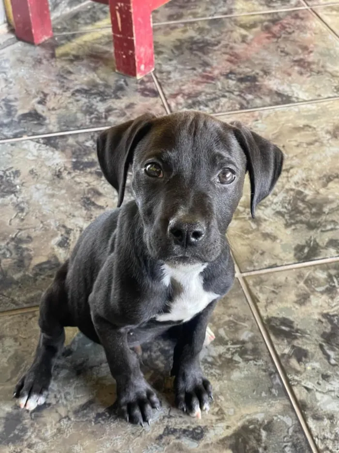 Cachorro raça Pit-Bull idade 2 a 6 meses nome Venom