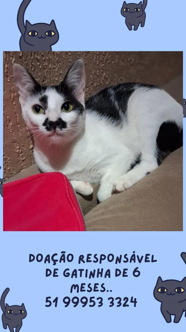 Gato raça SRD-ViraLata idade 2 a 6 meses nome Lola