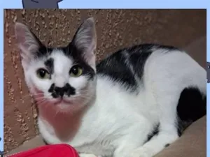 Gato raça SRD-ViraLata idade 2 a 6 meses nome Lola