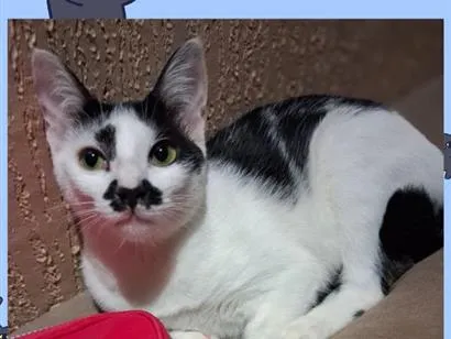 Gato raça SRD-ViraLata idade 2 a 6 meses nome Lola