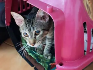 Gato raça SRD-ViraLata idade 7 a 11 meses nome Magali