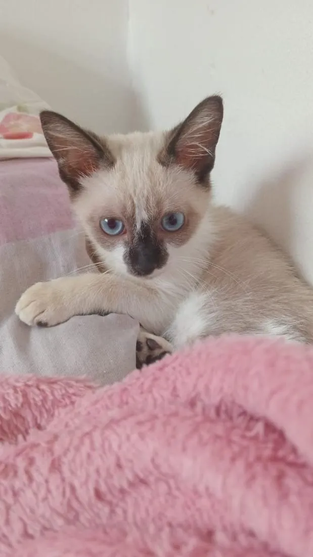 Gato raça SRD-ViraLata idade 2 a 6 meses nome Cayo