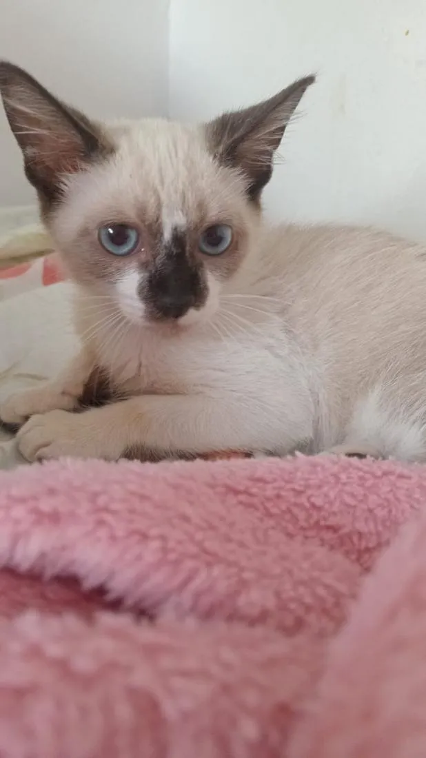 Gato raça SRD-ViraLata idade 2 a 6 meses nome Cayo