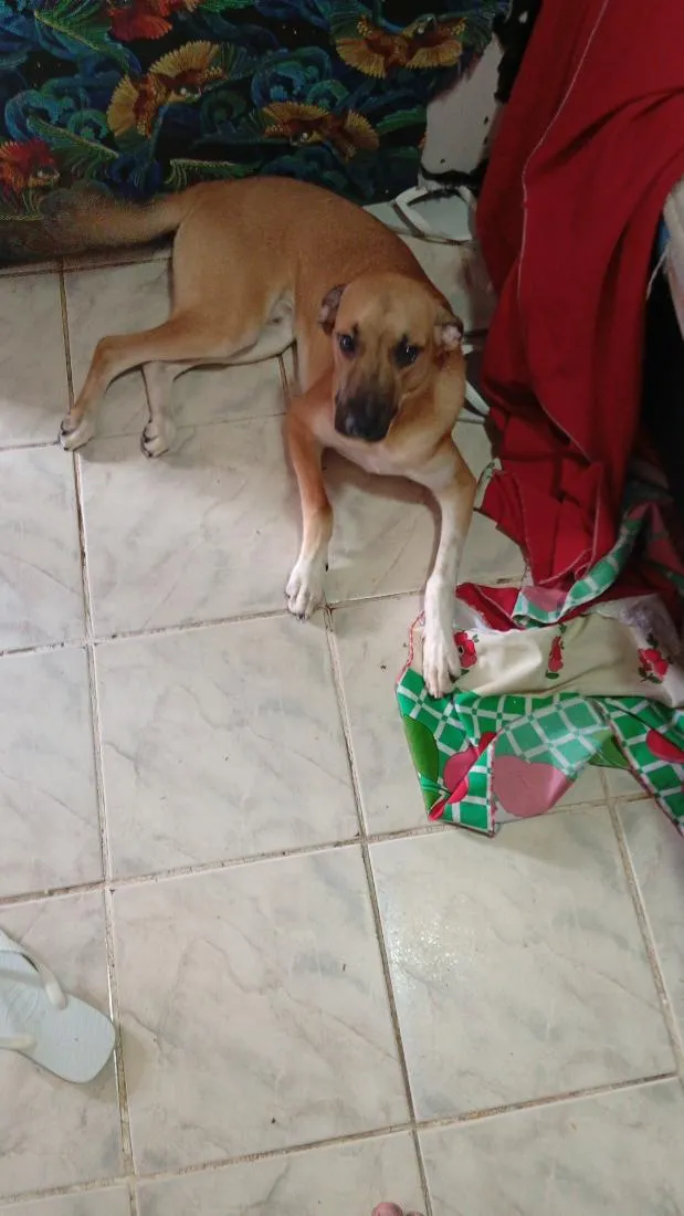 Cachorro raça SRD-ViraLata idade 2 a 6 meses nome thor
