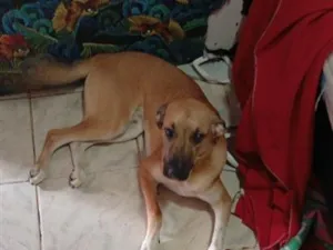 Cachorro raça SRD-ViraLata idade 2 a 6 meses nome thor