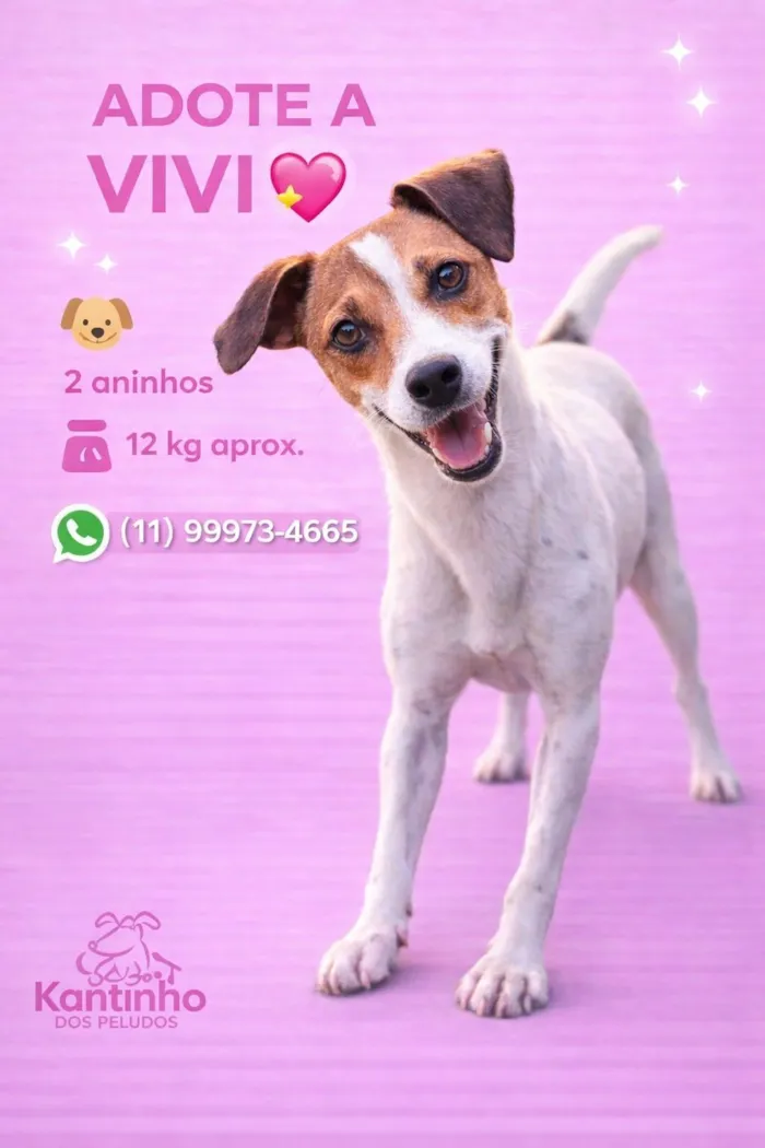 Cachorro raça SRD-ViraLata idade 2 anos nome Vivi