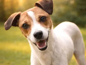 Cachorro raça SRD-ViraLata idade 2 anos nome Vivi