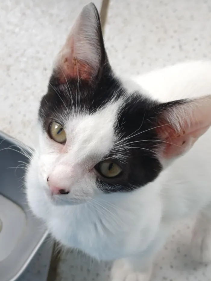 Gato raça SRD-ViraLata idade 2 a 6 meses nome Pata