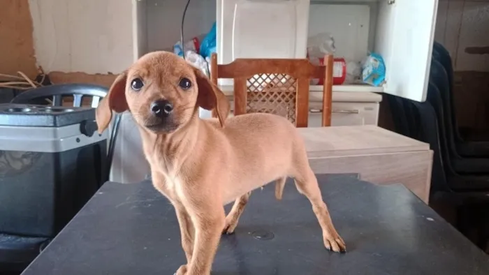 Cachorro raça SRD-ViraLata idade 2 a 6 meses nome não tem nome 