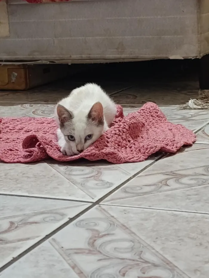 Gato raça SRD-ViraLata idade 7 a 11 meses nome Cristal