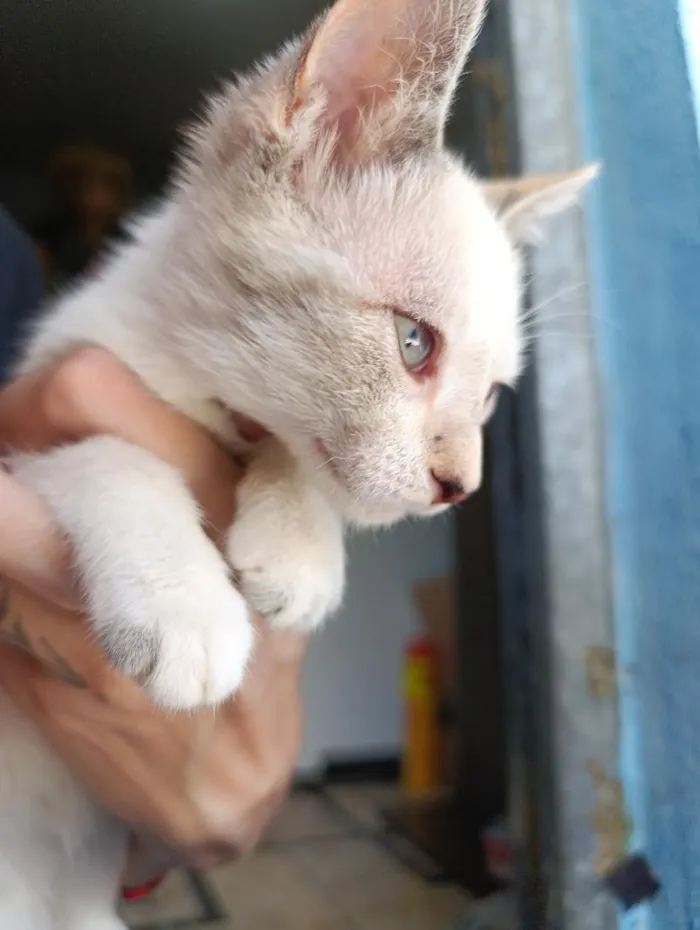 Gato raça SRD-ViraLata idade 7 a 11 meses nome Cristal
