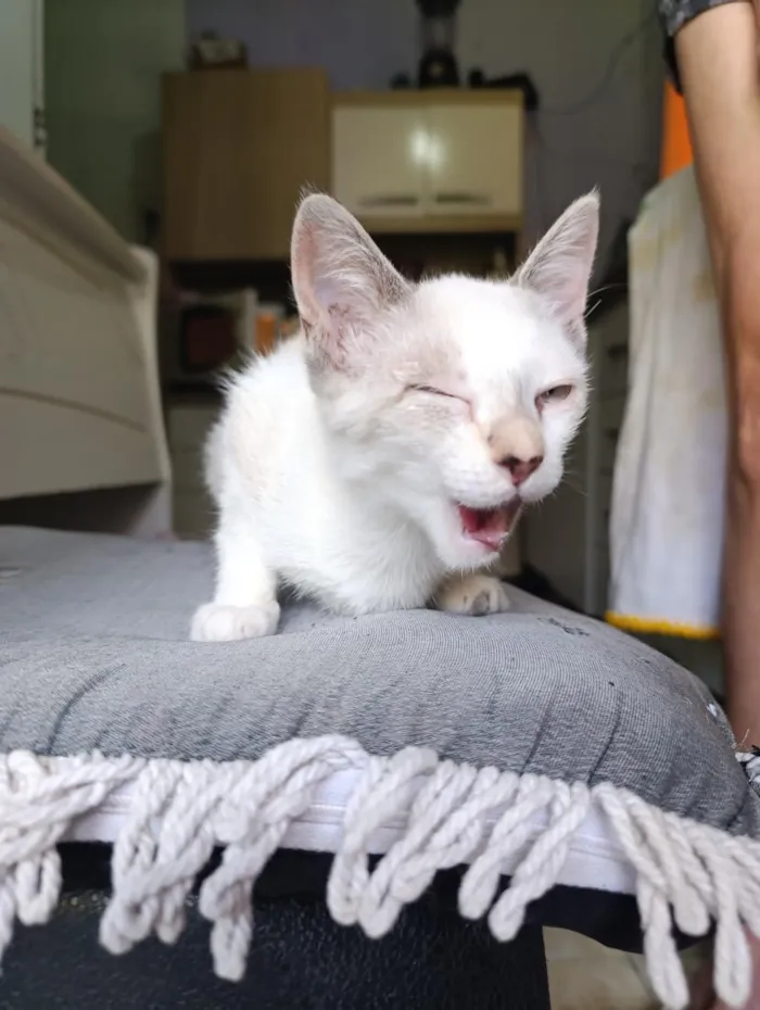 Gato raça SRD-ViraLata idade 7 a 11 meses nome Cristal