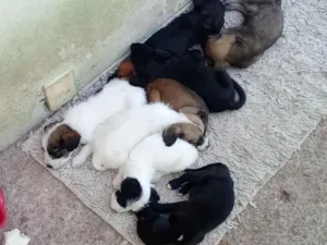 Cachorro raça SRD-ViraLata idade Abaixo de 2 meses nome sem nome