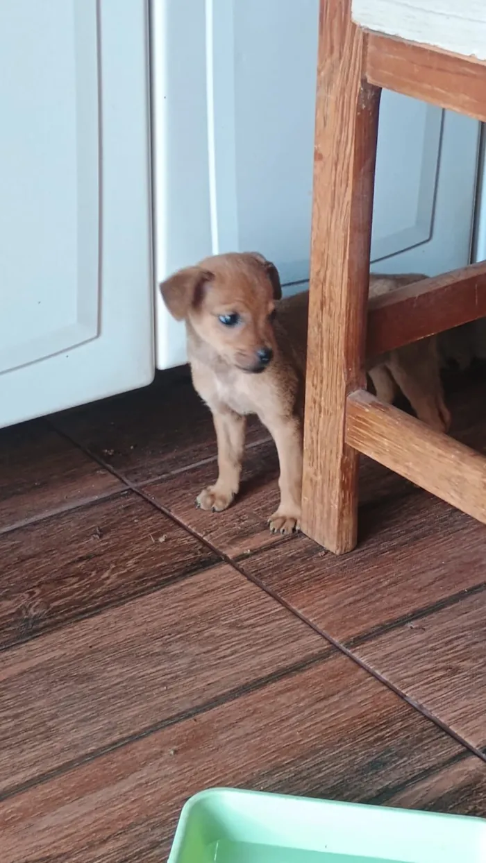 Cachorro raça SRD-ViraLata idade 2 a 6 meses nome não tem nome 