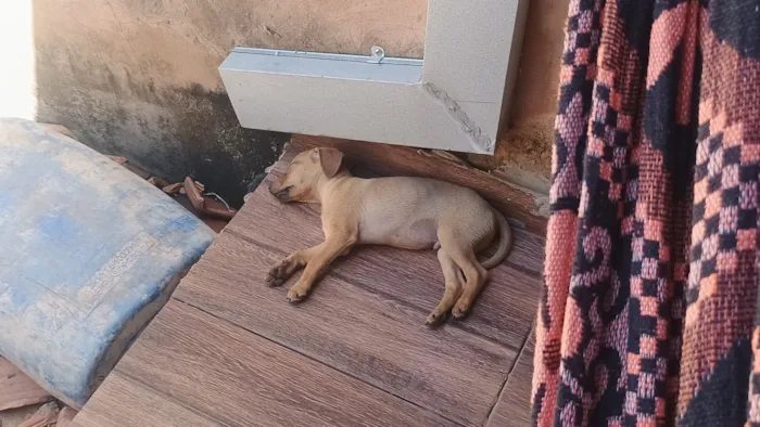 Cachorro raça SRD-ViraLata idade 2 a 6 meses nome não tem nome 