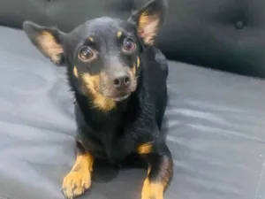 Cachorro raça Pinscher idade 4 anos nome Meg