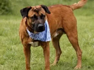 Cachorro raça SRD-ViraLata idade 4 anos nome Caramelo