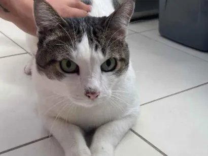 Gato raça SRD-ViraLata idade 6 ou mais anos nome Jerry