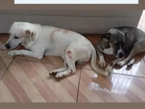 Cachorro raça SRD-ViraLata idade 5 anos nome Heus