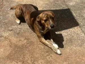 Cachorro raça SRD-ViraLata idade 3 anos nome Maranhão