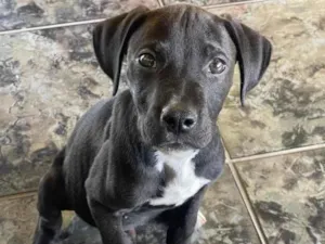 Cachorro raça Pit-Bull idade 2 a 6 meses nome Venom