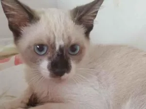 Gato raça SRD-ViraLata idade 2 a 6 meses nome Cayo