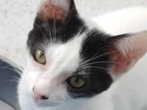 Gato raça SRD-ViraLata idade 2 a 6 meses nome Pata