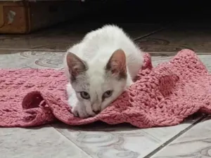 Gato raça SRD-ViraLata idade 7 a 11 meses nome Cristal