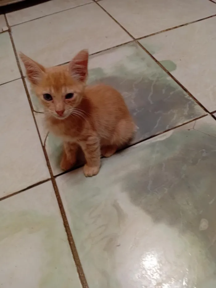 Gato raça SRD-ViraLata idade Abaixo de 2 meses nome loiro 