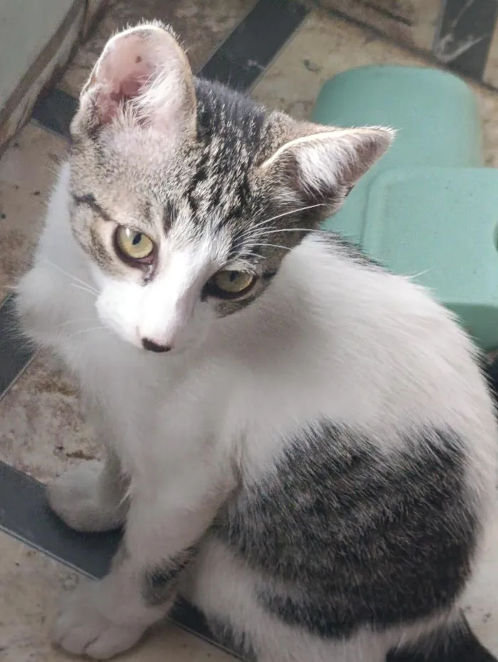 Gato raça SRD-ViraLata idade 7 a 11 meses nome Pantera