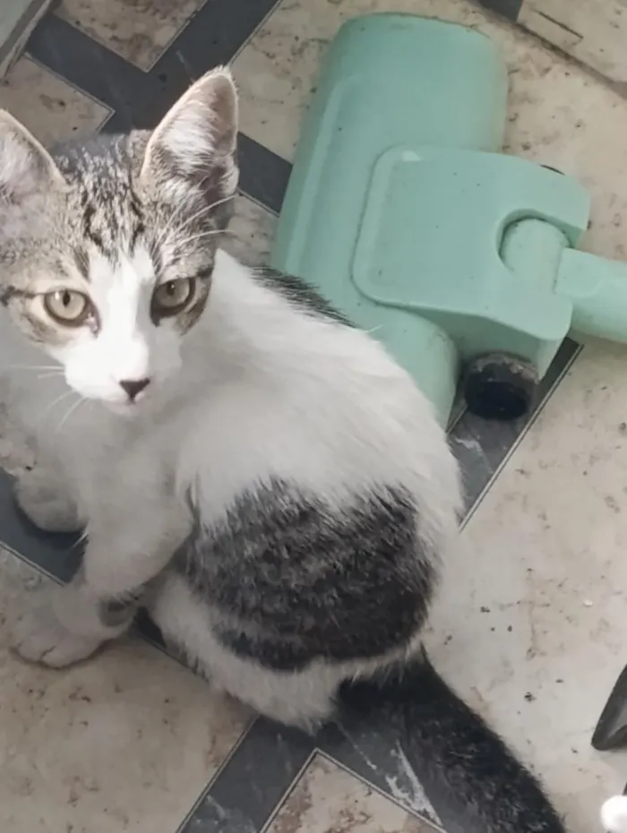 Gato raça SRD-ViraLata idade 7 a 11 meses nome Pantera