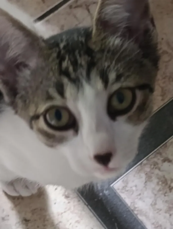 Gato raça SRD-ViraLata idade 7 a 11 meses nome Pantera