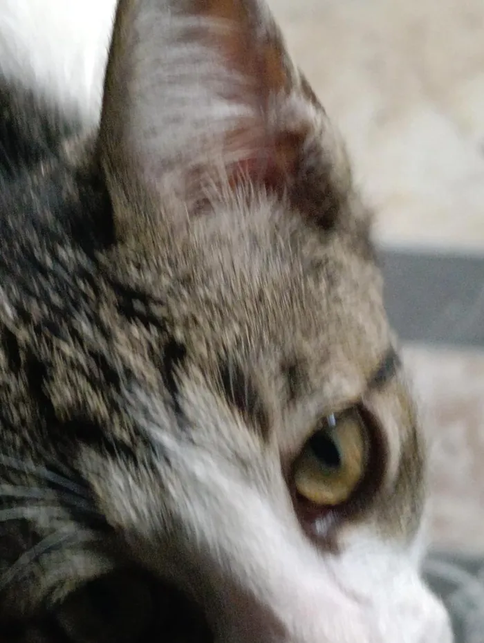 Gato raça SRD-ViraLata idade 7 a 11 meses nome Pantera